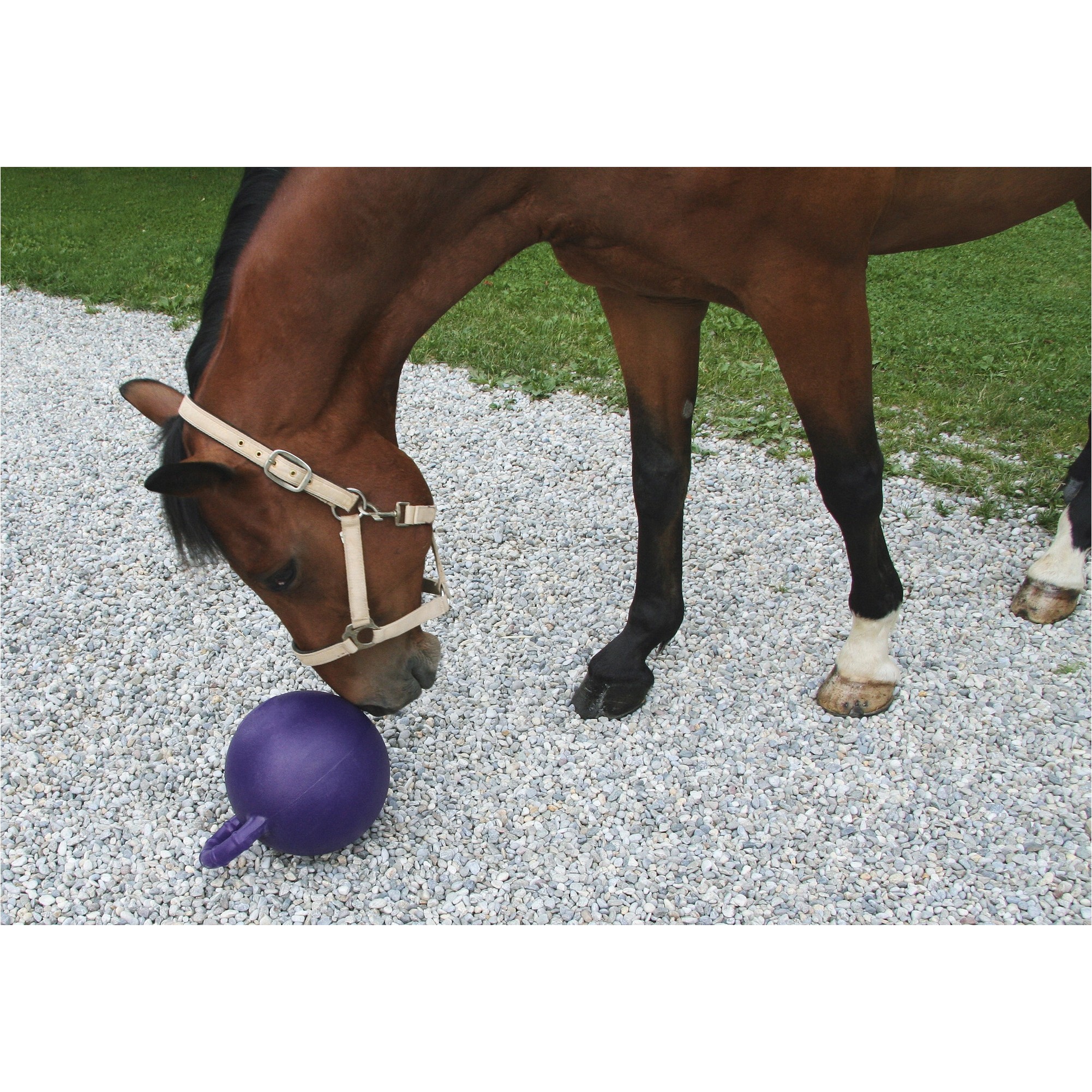 Pferdespielball mit Minzgeschmack lila 25cm