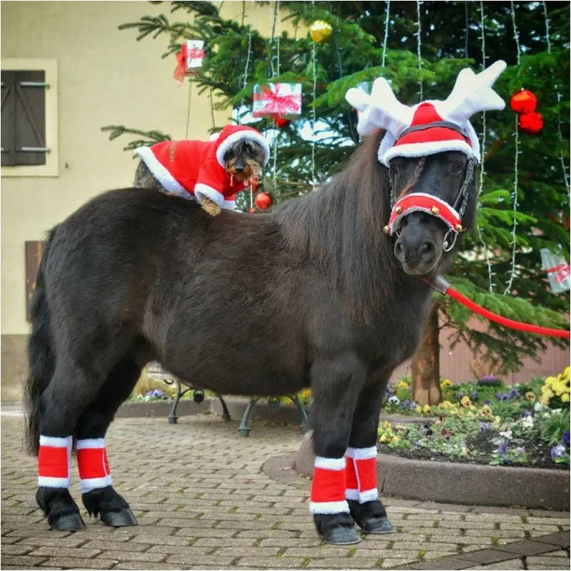 Trensenzaumschoner Weihnachten NOËL rot/weiße Bordüre Einheitsgröße