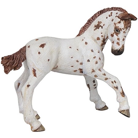 Appaloosa Fohlen weiß