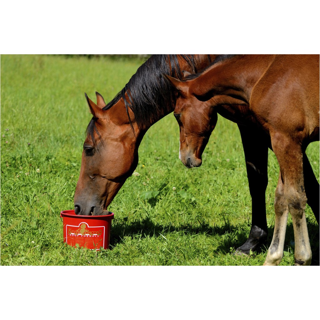 Komplettes Nahrungsergänzungsmittel HOOF FORMULA 5000g