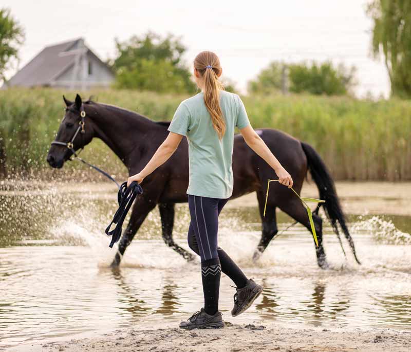 pferd-im-wasser-baden-longieren