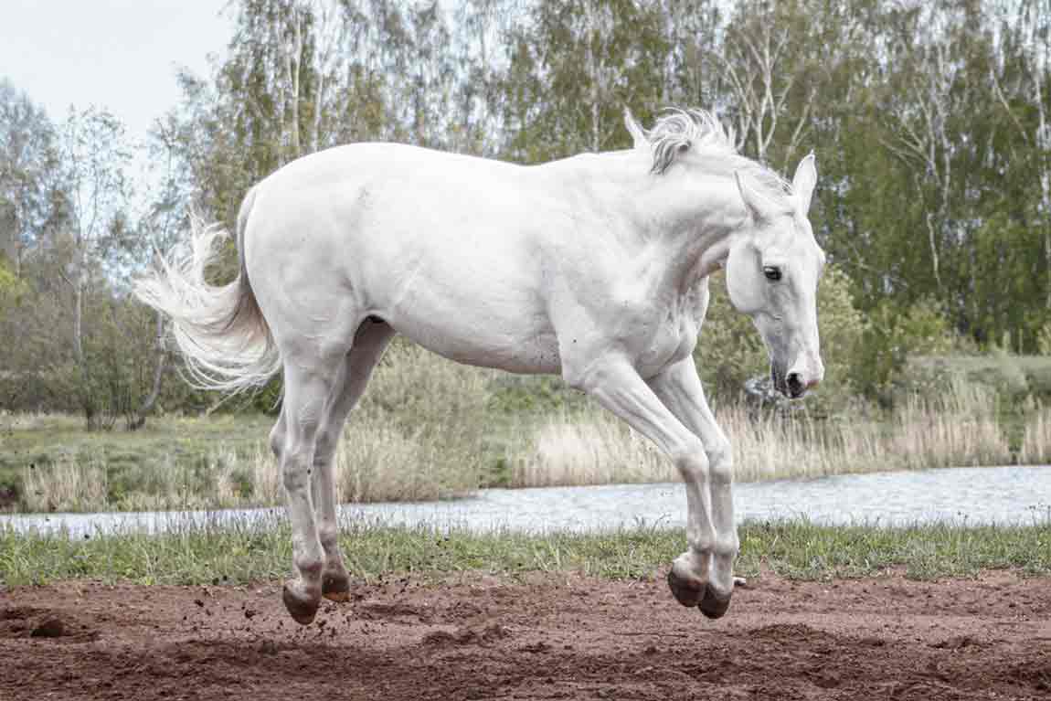 silvester-pferd-auslasten-pferdetraining-beruhigung