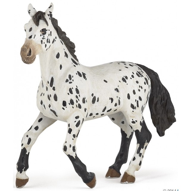 Appaloosa Stute schwarz