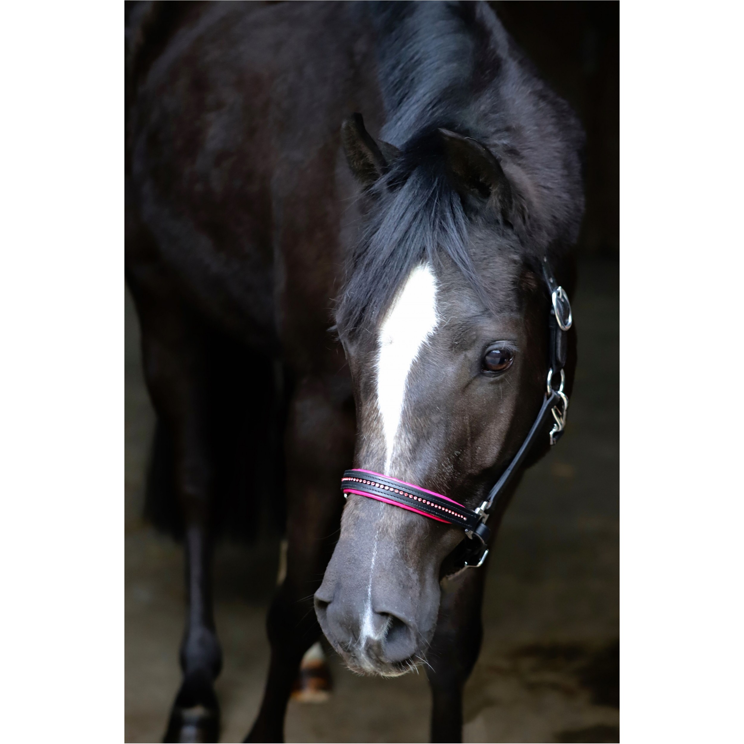 Halfter DIAMOND Leder schwarz/pink