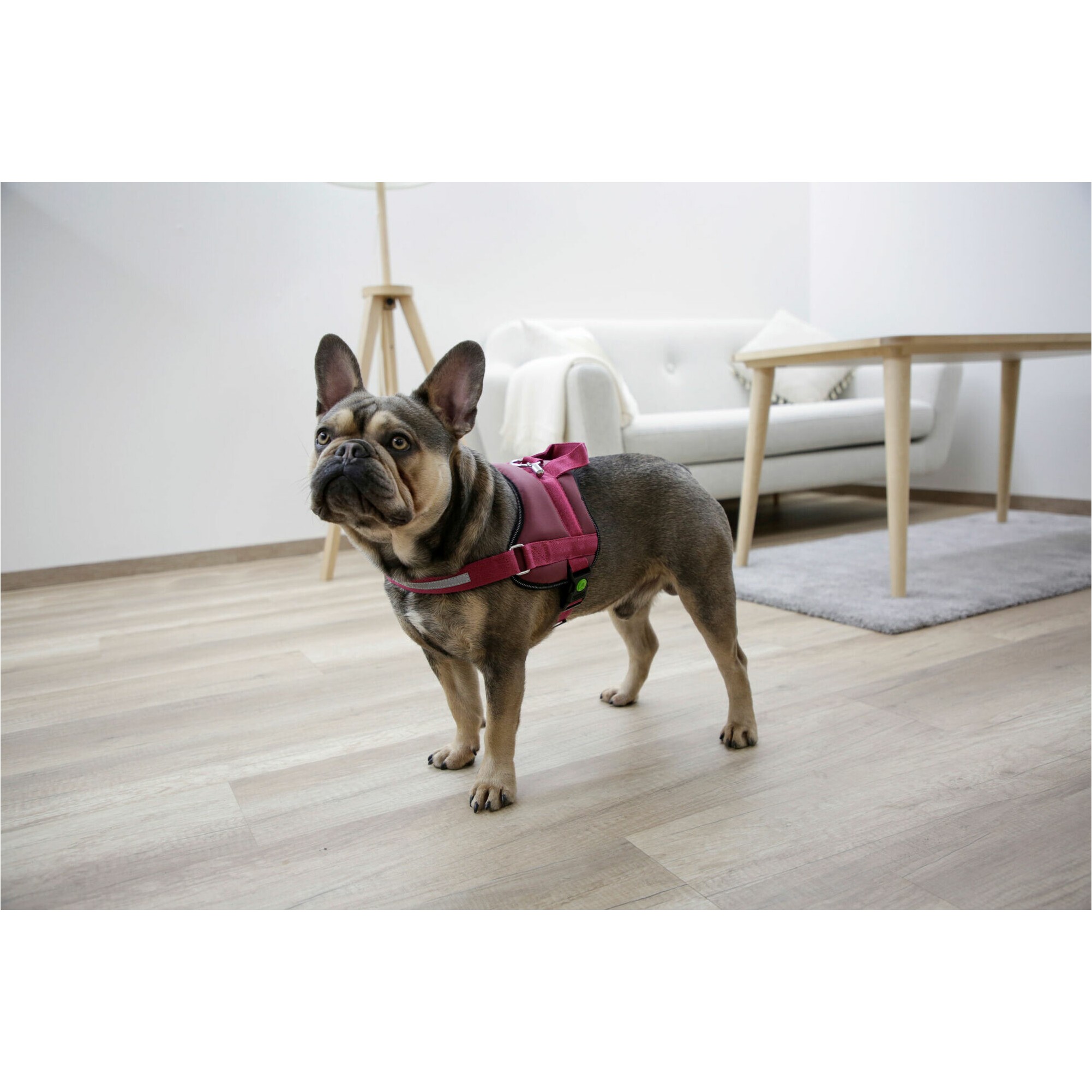 Hundegeschirr MAESTRO 2.0 mit Adresstube burgundy