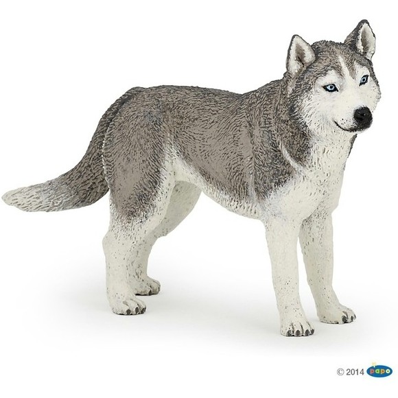 Sibirischer Husky