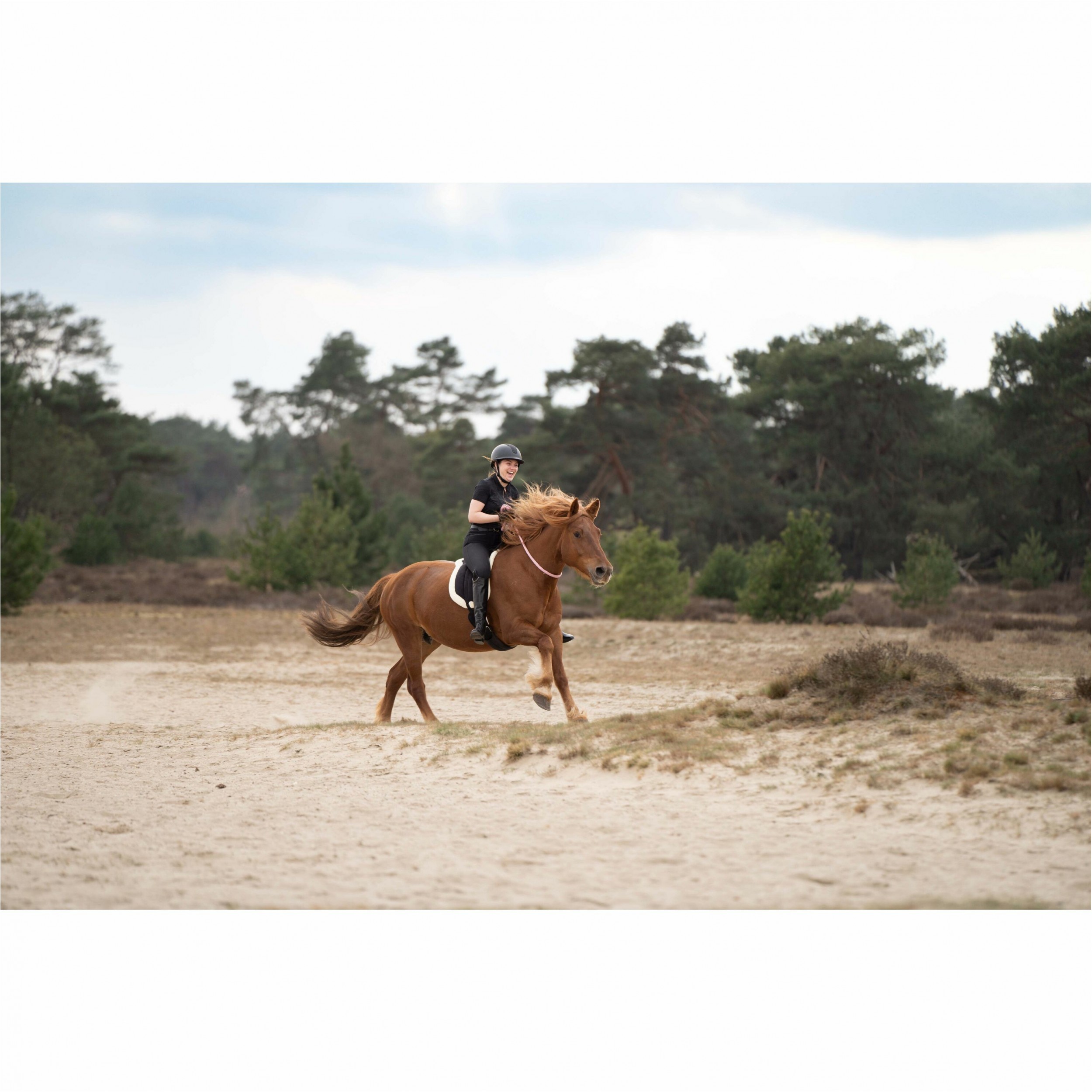 Bareback pad IRHFree ride navy