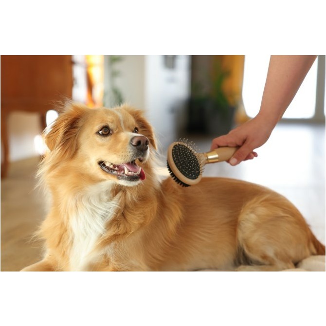 Doppelbürste Hund goldfarben/sandstorm