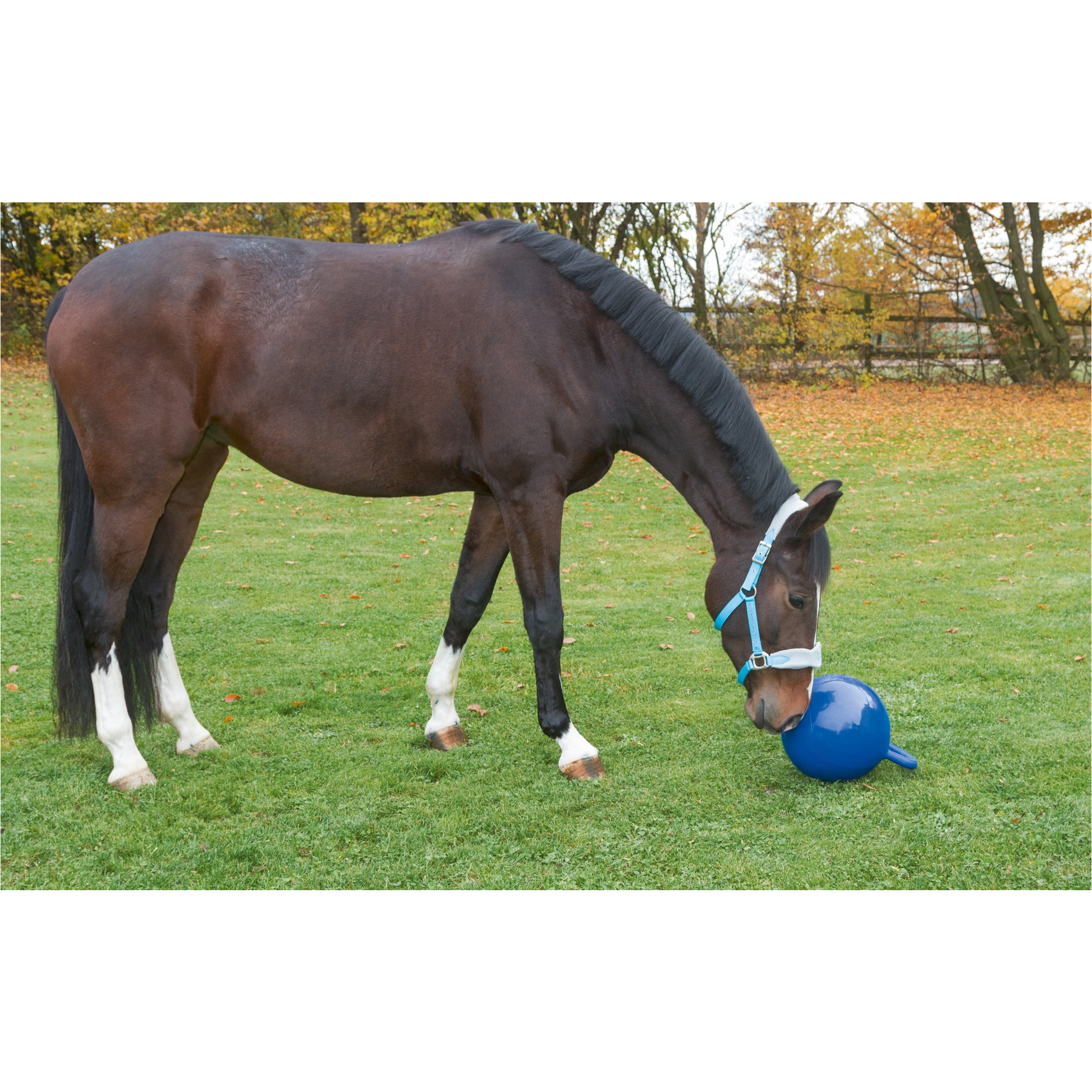 Spielball für Pferde blau 25cm