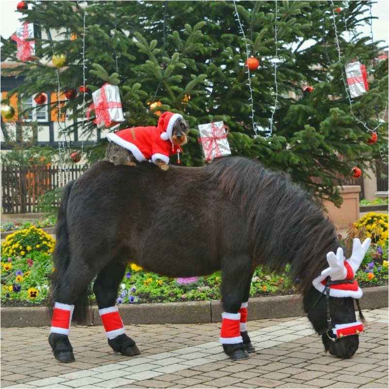 Weihnachtsbandagen (4er Set) NOËL rot/weiße Bordüre Einheitsgröße