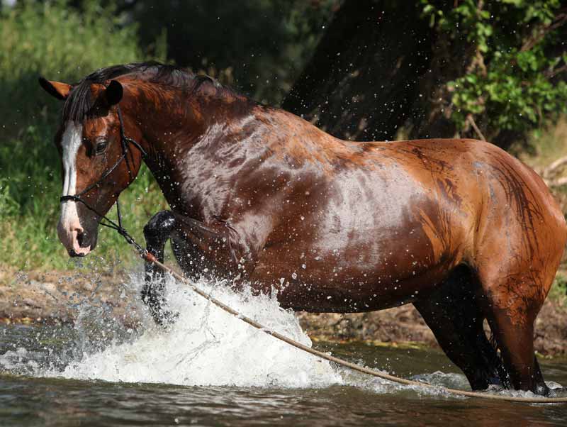 pferd-plantsch-im-wasser-wald-see