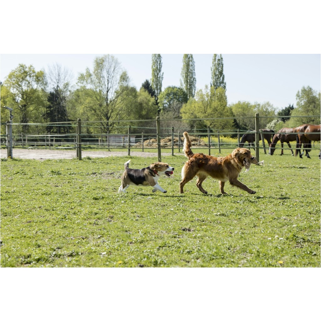 Halsband aus Naturleder natur