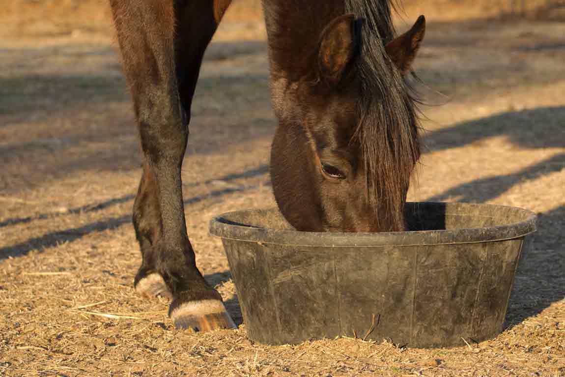 rescue-tropfen-pferd-entspannen-silvester-beruhigung-nervenstarke